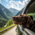 Reise & Transport für Hunde