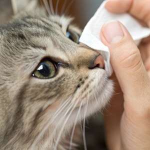 Augen- & Ohrenpflege für Katzen