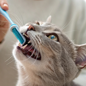 Zahnpflege für Katzen