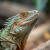 Reptilienfutter