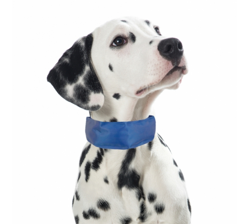 PROCYON Kühl-Bandana für Hunde - M