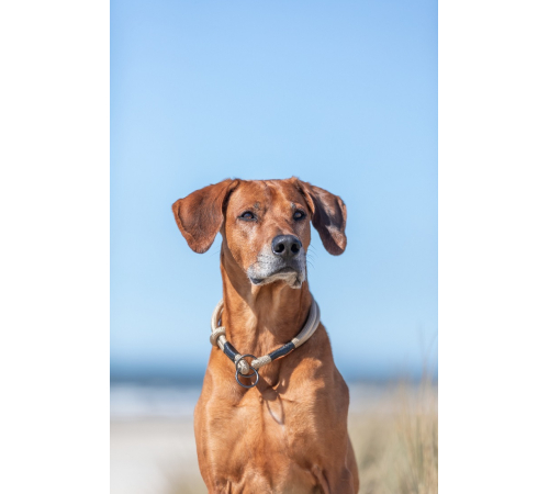 Trixie BE NORDIC Zug-Stopp-Halsband - sand - 50 cm