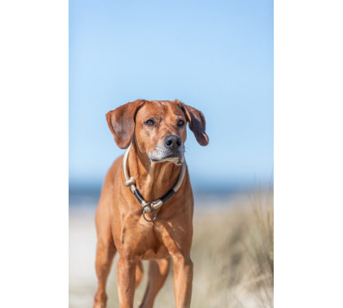Trixie BE NORDIC Zug-Stopp-Halsband - sand - 50 cm