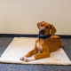 Nobby Liegematte Puppy - elfenbeinfarben