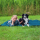 Trixie Insect ShieldВ® Outdoor-Decke - Dunkelblau - 100 x 70 cm