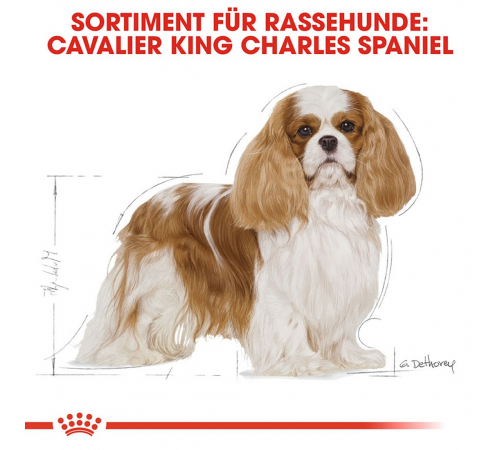 Сухий корм для собак – Royal Canin Cavalier King Charles Adult 1,5 kg