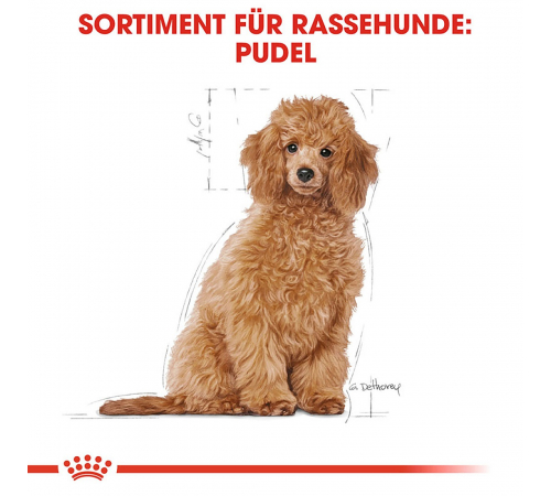 Trockenfutter für Hunde – Royal Canin Pudel Puppy 3 kg
