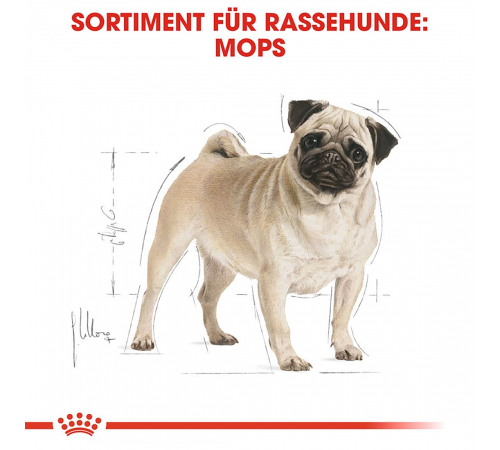 Trockenfutter für Hunde – Royal Canin Pug Adult 1,5 kg