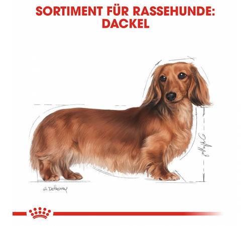 Trockenfutter für Hunde – Royal Canin Dachshund Adult 7,5 kg