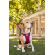 сurli Clasp Hunde-Geschirr Air-Mesh - blau - L