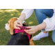 сurli Clasp Hunde-Geschirr Air-Mesh - blau - L