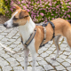 Trixie Panik-Adapter Stay für Geschirre - M-L/46-72 cm