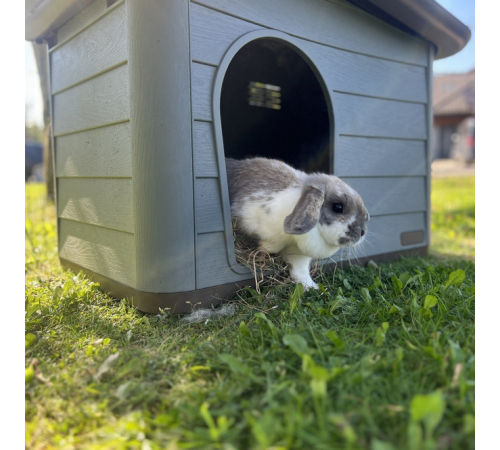 Duvoplus Tierhaus Pepita Eco - grün - 60 x 41 x 51cm