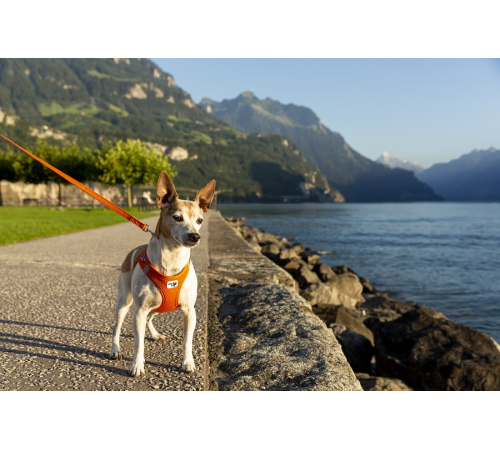 Повідець для собаки - curli Basic Leine Nylon - Orange - 140 cm/2,0 cm