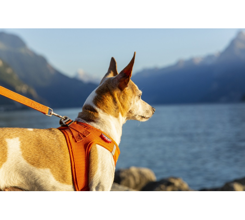 Повідець для собаки - curli Basic Leine Nylon - Orange - 140 cm/2,0 cm