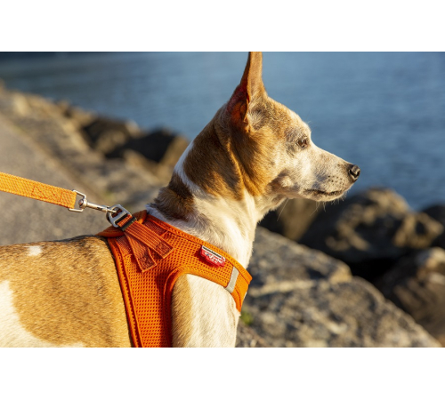Повідець для собаки - curli Basic Leine Nylon - Orange - 140 cm/2,0 cm