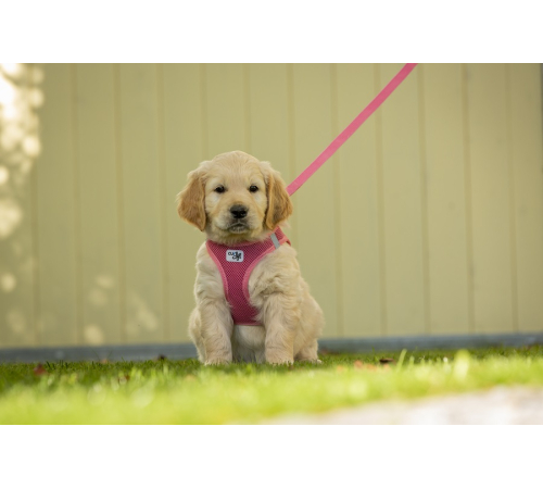 Поводок для собаки - curli Basic Leine Nylon - Pink - 140 cm/2,0 cm