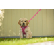 Поводок для собаки - curli Basic Leine Nylon - Pink - 140 cm/2,0 cm