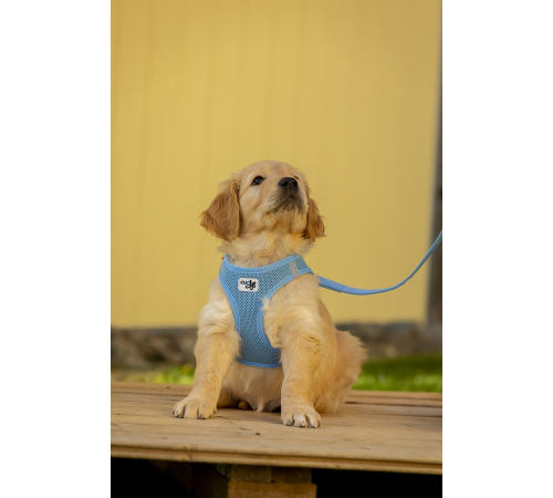 Поводок для собаки - curli Basic Leine Nylon - Skyblue - 140 cm/1,5 cm