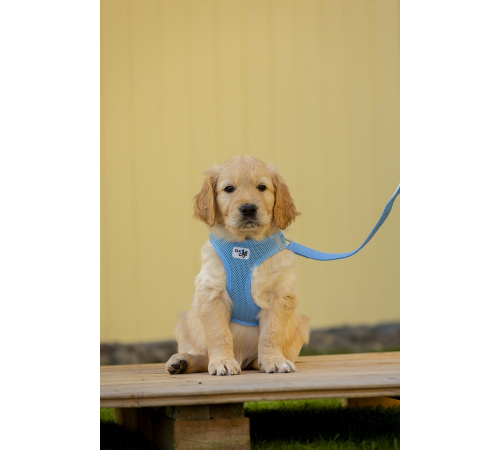 Поводок для собаки - curli Basic Leine Nylon - Skyblue - 140 cm/1,5 cm