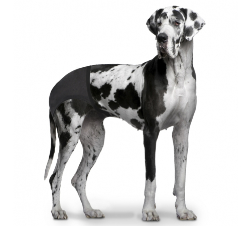 Duvoplus Schutzhöschen für Hündinnen - Schwarz - 50-59cm