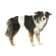 Trixie Hundewindeln für Rüden - XS