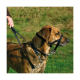 Trixie Top Trainer Ausbildungsgeschirr - max. 37 cm