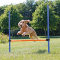 Trixie Agility Hürde