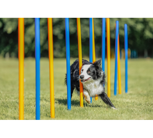 Trixie Agility Slalom