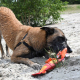 Hozies Billy Bengal aus Feuerwehrschlauch - Small
