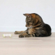 EBI Cat Toy Buzzing Caterpillar