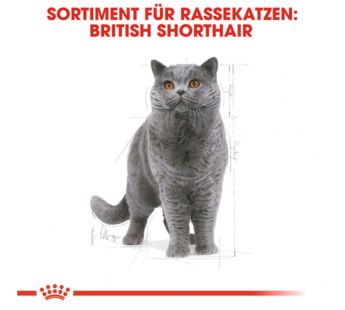 Trockenfutter für Katzen - Royal Canin British Shorthair Adult 10 kg