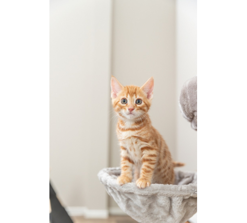Trixie Junior Kratzbaum Pepito