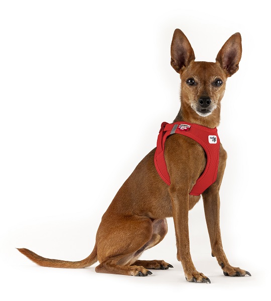 Собака в шлейке curli Vest Harness Air Mesh